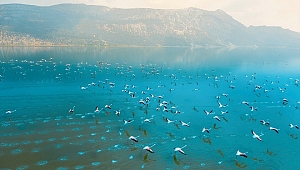 Acıgöl'de yaşayan binlerce flamingo izleyenleri büyüledi