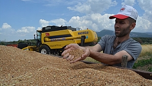 Bakırçay Ovası'nda hububat hasadı başladı