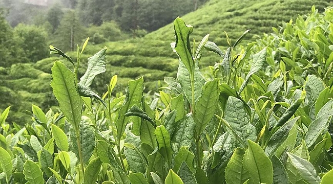 ÇAYKUR 203 bin ton yaş çay alımı gerçekleştirdi