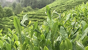 ÇAYKUR 203 bin ton yaş çay alımı gerçekleştirdi