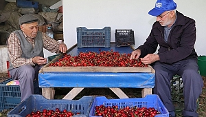 Dallarda Kiraz, Bayındır’da Bereket