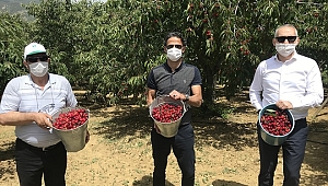 Demirci kirazında hasat sevinci