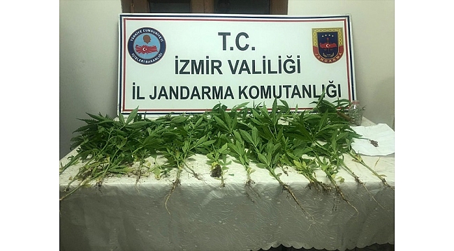 Hint keneviri yetiştiren 2 kişi yakalandı