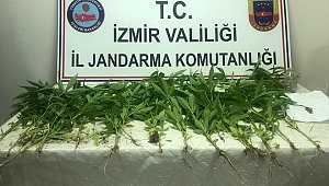 Hint keneviri yetiştiren 2 kişi yakalandı