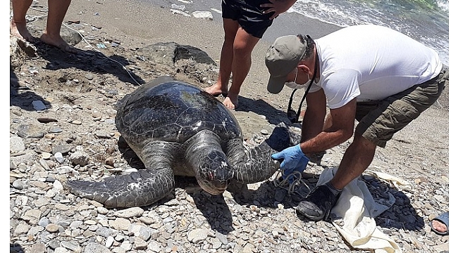 Kuşadası'nda 2 yeşil deniz kaplumbağası kıyıya vurdu
