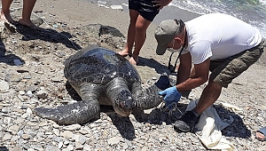 Kuşadası'nda 2 yeşil deniz kaplumbağası kıyıya vurdu