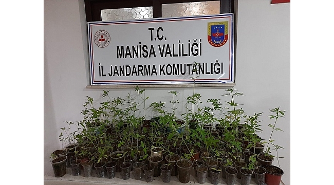 Manisa'da 406 kök Hint keneviri ele geçirildi
