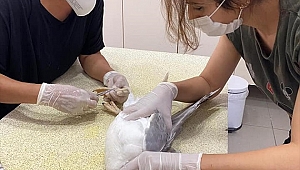 Muğla'da tedavi edilen martı doğaya bırakıldı