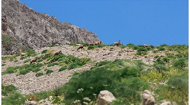 Munzur Dağları'nda çengel boynuzlu dağ keçileri görüntülendi