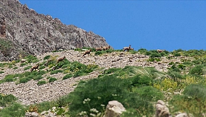 Munzur Dağları'nda çengel boynuzlu dağ keçileri görüntülendi