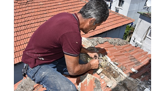 Onarıma &quot;kırlangıç yuvası&quot; nedeniyle ara verdi