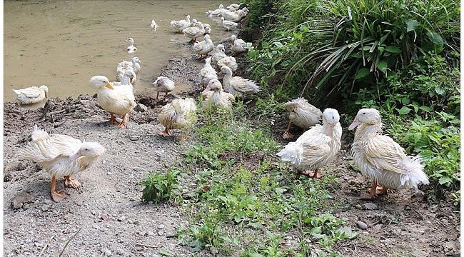 Ordu'da Pekin ördeği yetiştirilecek