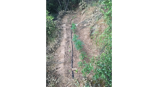 Ormanlık alanda Hint keneviri yetiştiren kişi yakalandı