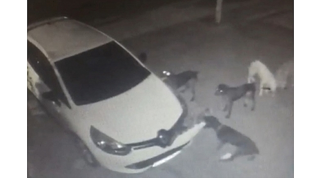 Otomobile saldıran köpekler, tamponu kopardı