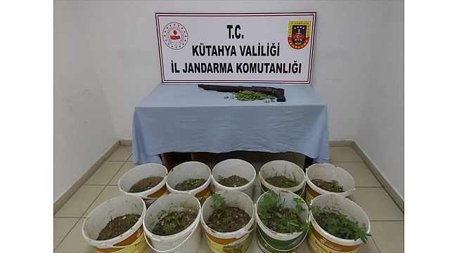Saksıda kenevir yetiştiren şüpheli gözaltına alındı