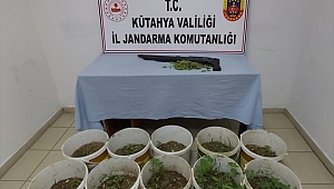 Saksıda kenevir yetiştiren şüpheli gözaltına alındı