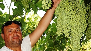 Sarıgöl üzümünde kaç ton rekolte hedefleniyor