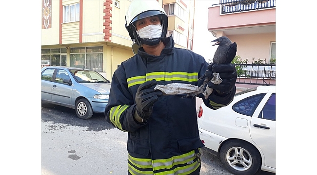 Sokağa attığınız maske Karga'yı öldürüyordu