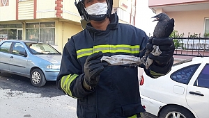 Sokağa attığınız maske Karga'yı öldürüyordu