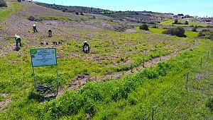 Son 5 yılda 90 bin sakız ağacı fidanı üretildi