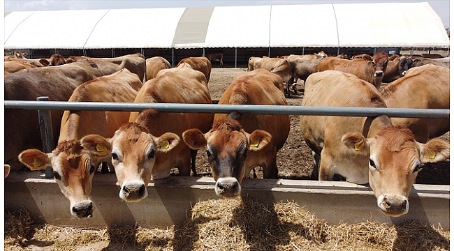 Türkiye'nin hayvancılık üssü: TİGEM