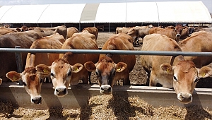 Türkiye'nin hayvancılık üssü: TİGEM