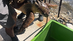 Yaralı caretta caretta tedaviye alındı