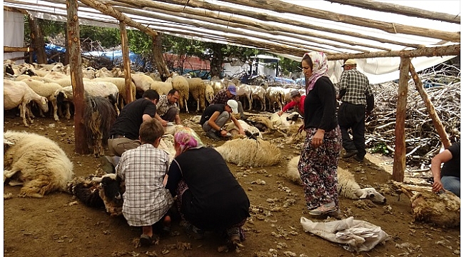 Yörüklerden imece usulü ile koyun kırkımı