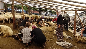 Yörüklerden imece usulü ile koyun kırkımı