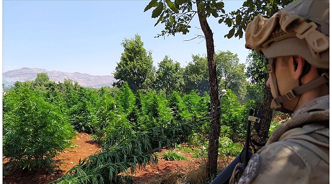 5 milyon 134 bin kök kenevir ve 1,5 ton esrar ele geçirildi