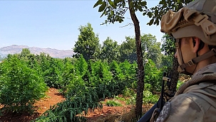 5 milyon 134 bin kök kenevir ve 1,5 ton esrar ele geçirildi