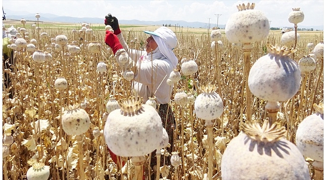 Afyonkarahisar'da haşhaş hasadı başladı