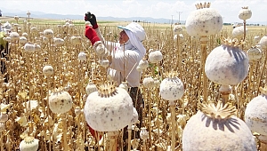 Afyonkarahisar'da haşhaş hasadı başladı