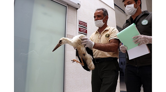 Ayağı kopan leylek yavrusu tedavi altına alındı