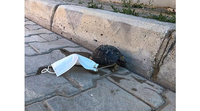 Ayağına maske takılan kaplumbağayı çocuklar kurtardı