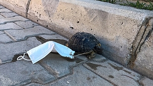 Ayağına maske takılan kaplumbağayı çocuklar kurtardı