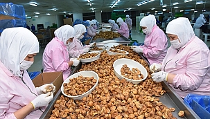 Aydın'dan yılın 12 ayı incir ihracatı yapılıyor