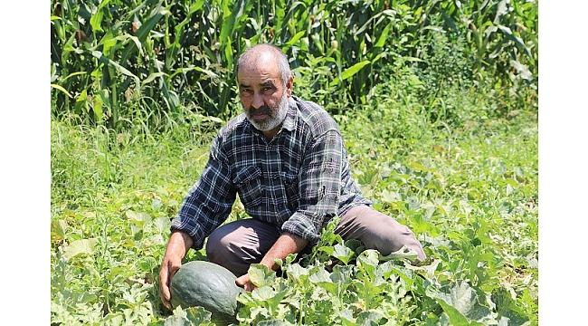 'Bayındır Taşköprü Kavunu'