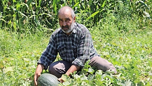 'Bayındır Taşköprü Kavunu'