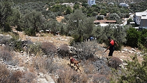 Bodrum'da bir iş yerinin önünde kafatası bulundu
