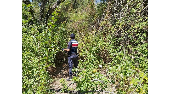 Demirci'de 75 kök Hint keneviri ele geçirildi