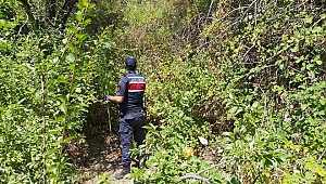 Demirci'de 75 kök Hint keneviri ele geçirildi