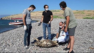 Foça'da sahile vurmuş ölü caretta caretta bulundu