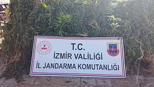 İzmir'de 1351 kök Hint keneviri ele geçirildi