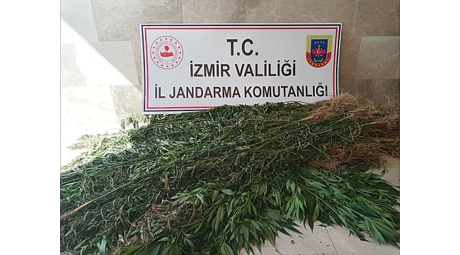 İzmir'de 3 bin 210 kök Hint keneviri ele geçirildi
