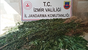 İzmir'de 3 bin 210 kök Hint keneviri ele geçirildi