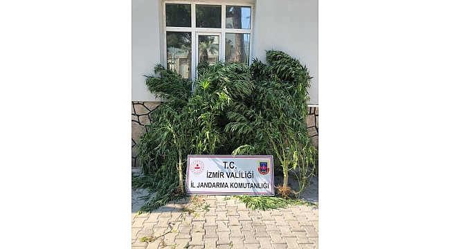 İzmir'de 390 kök Hint keneviri ele geçirildi
