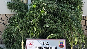 İzmir'de 390 kök Hint keneviri ele geçirildi