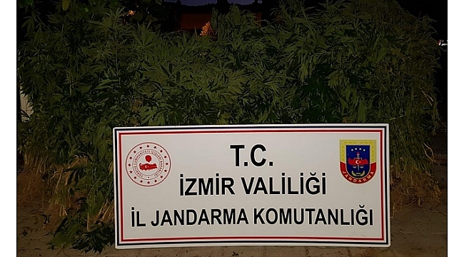 İzmir'de hint keneveri operasyonu