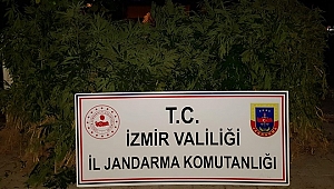 İzmir'de hint keneveri operasyonu